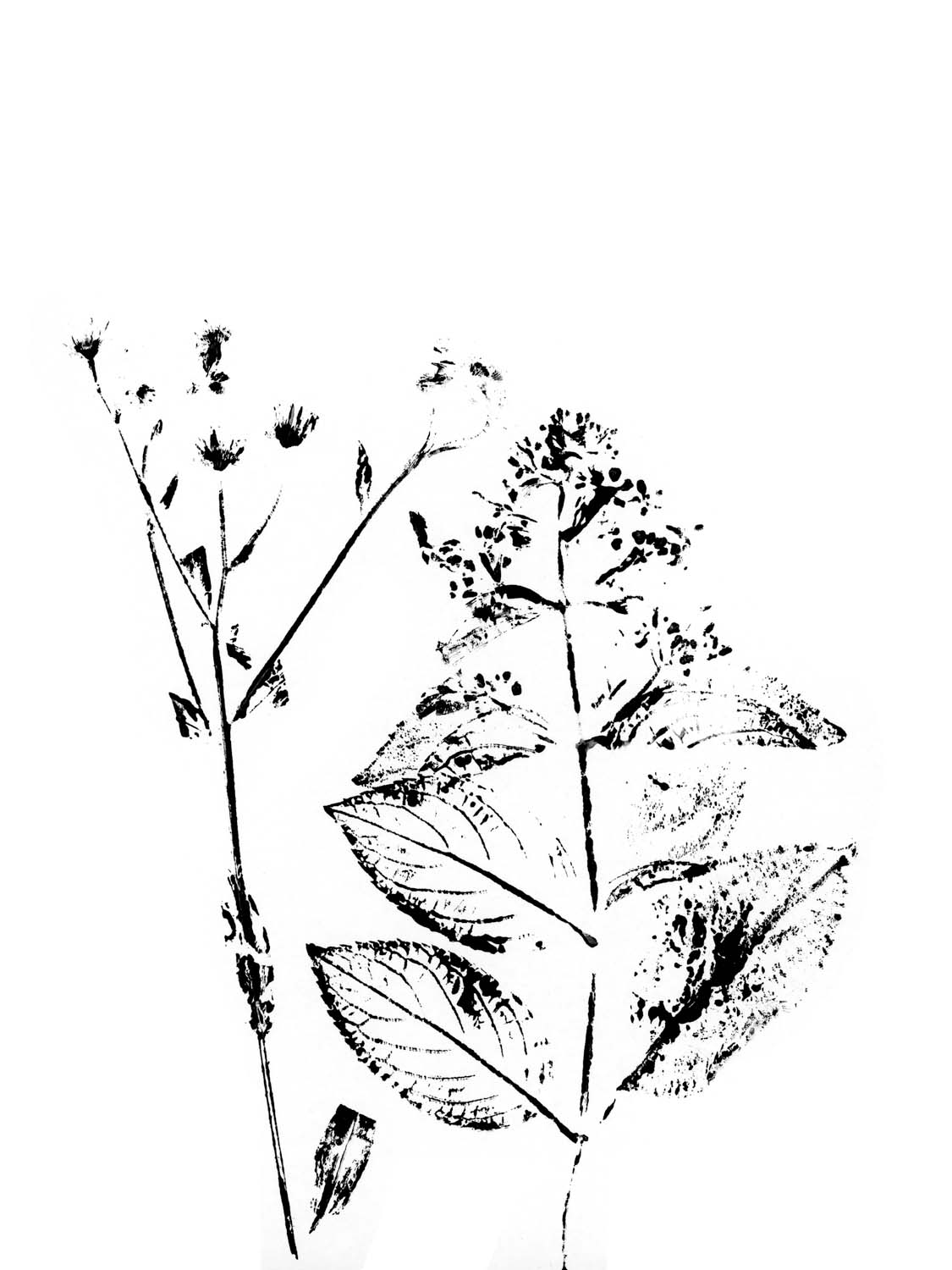 Botanical VIII
