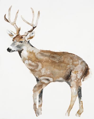 Deer Deer