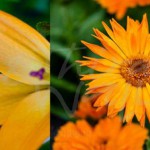 photography, seattle floral, flowrs, daisy, daisies, Keith Morgan