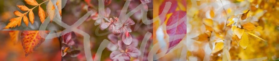 aaron matheson, photography, washington, fall, autumn, seasons