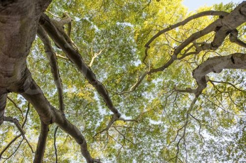 photography trees nature