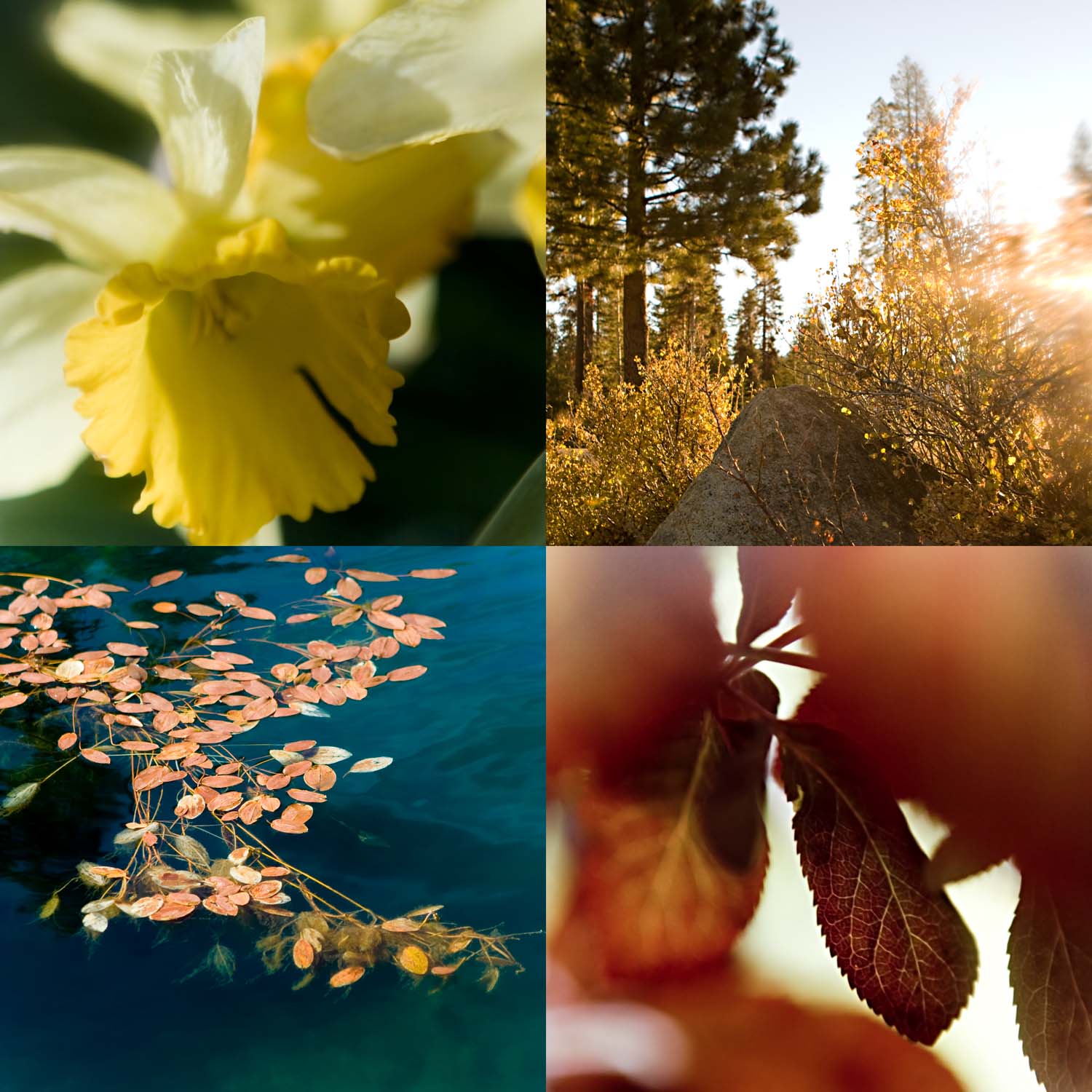Sunrise, Leaves, Water Sunrise, Leaves, Water