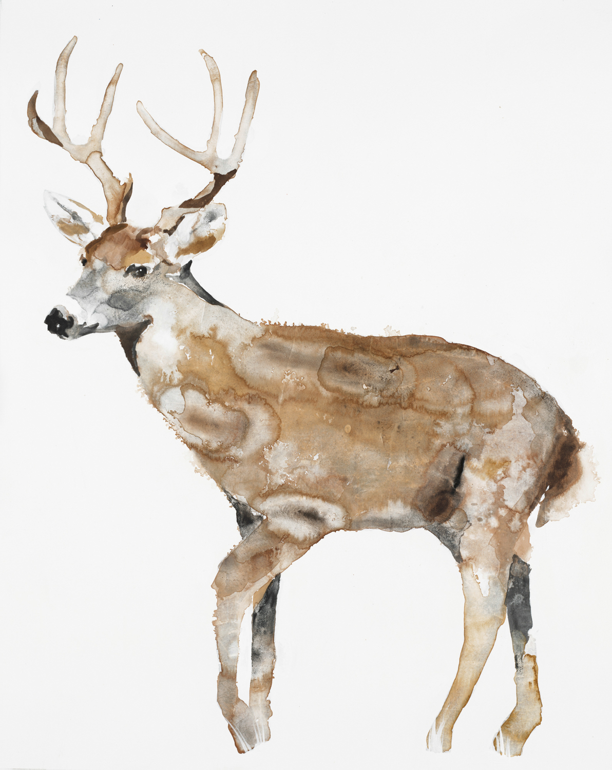 Deer