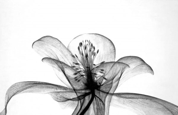 OJAR-3044_ALT_V2