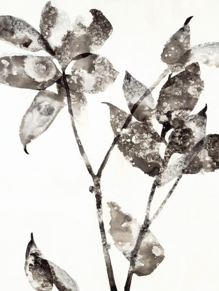 Botanical Botanical