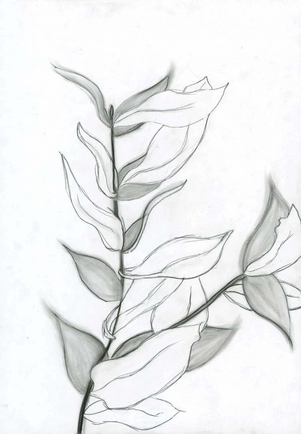 Charcoal Foliage I Charcoal Foliage I