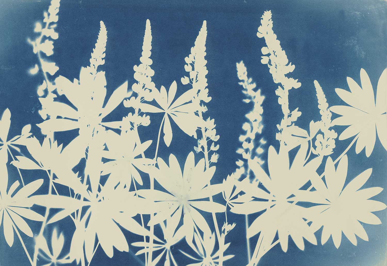 Lovely Lupine Lovely Lupine