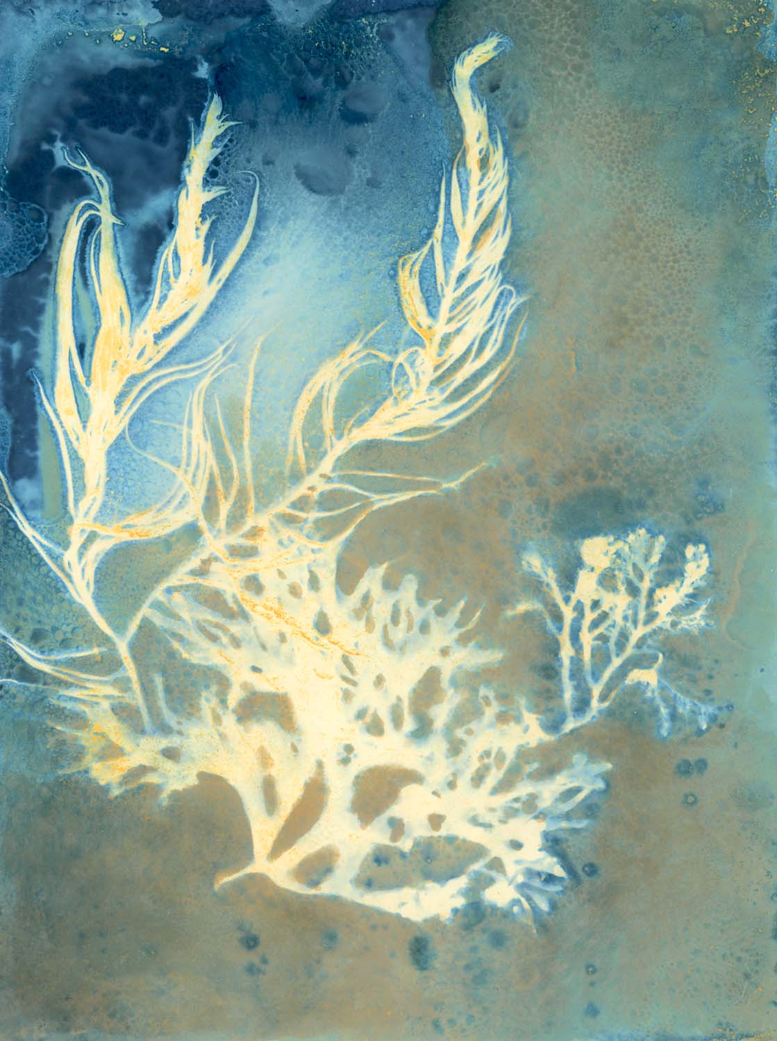 Intertidal II
